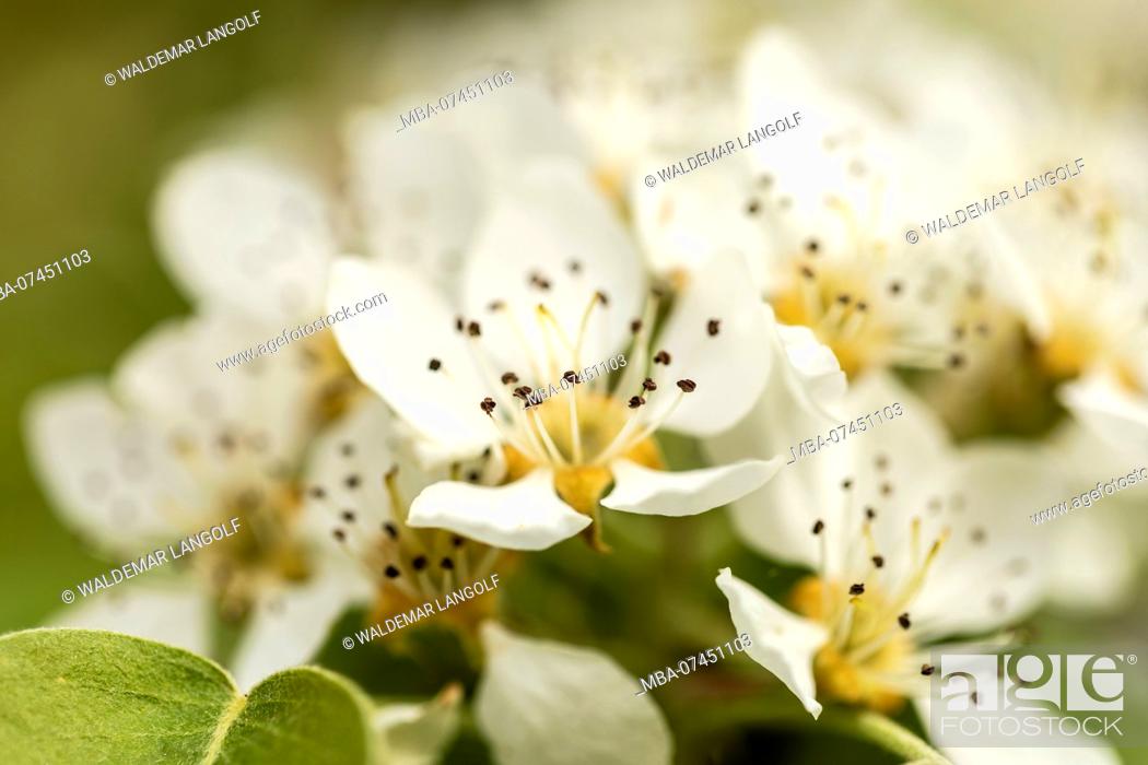 Stock Photo: Close up of pear tree blossoms.