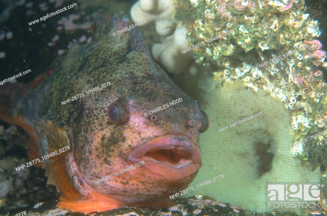 Stock Photo: Lumpsuckerfish guarding eggs  Date: 16/1/01  Ref: ZB775-109480-0278  COMPULSORY CREDIT: Oceans Image/Photoshot.