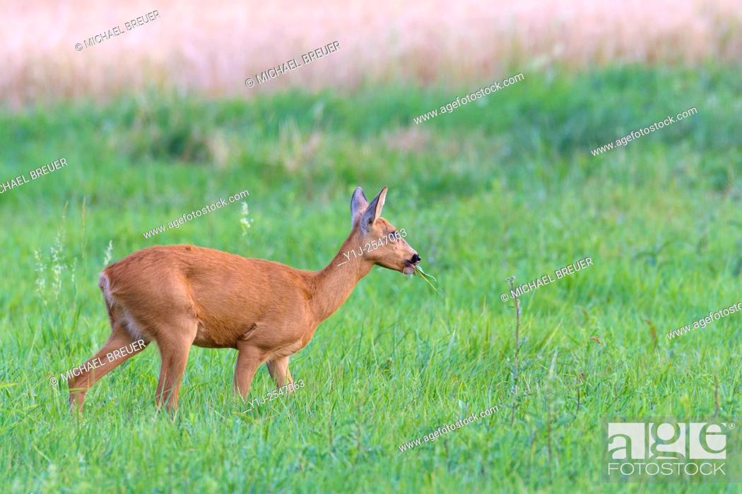 Stock Photo: Western Roe Deer (Capreolus capreolus) in Meadow, Hesse, Germany, Europe.