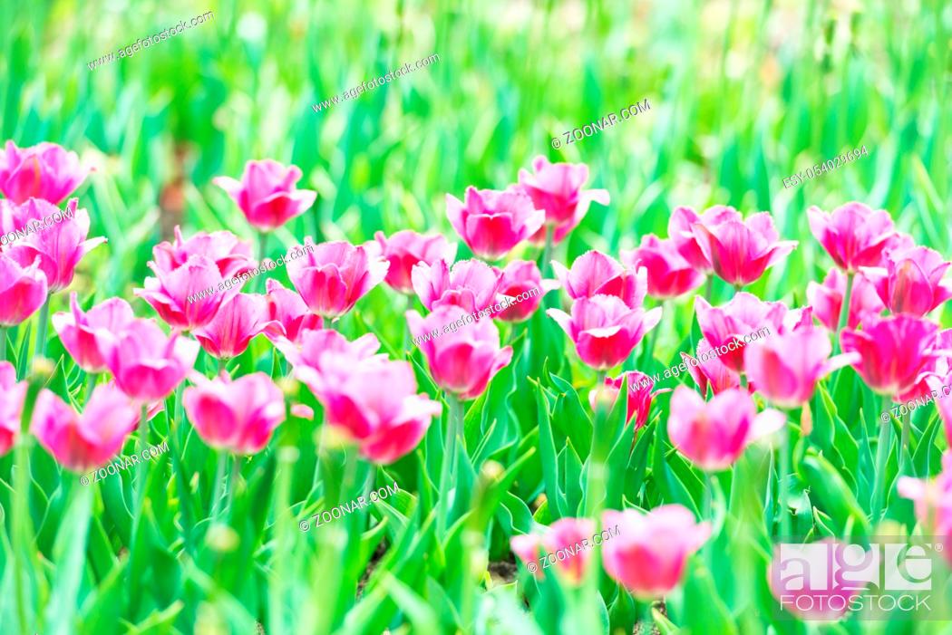 Stock Photo: Beautiful pink tulips with green grass on background.