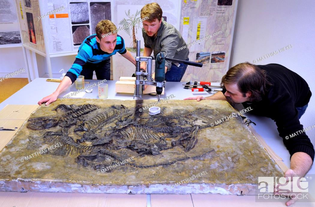 Stock Photo: Paleontologists Frederik Spindler (C), Christen Shelton (R) and Nico Schendel (L) take a bone sample from the world's only fossil of a Pantelosaurus.