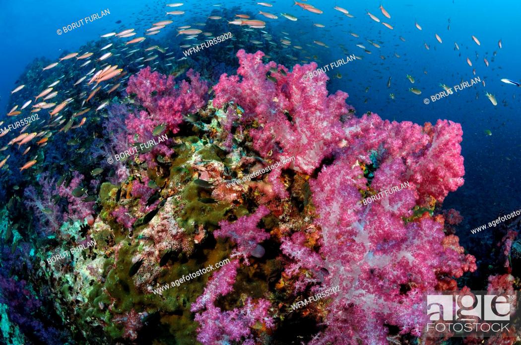 Stock Photo: Soft Coral Reef, Dendronephthya sp., Richelieu Rock, Surin Islands, Thailand.