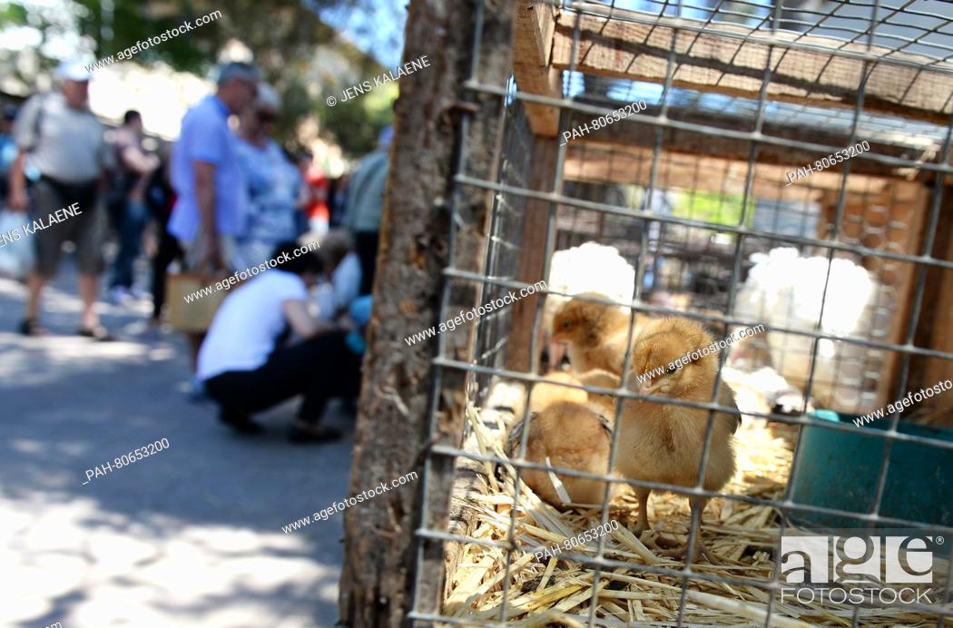 Farmers are selling live animals on the traditional farmers market that  takes place every Wednesday..., Stock Photo, Picture And Rights Managed  Image. Pic. PAH-80653200 | agefotostock