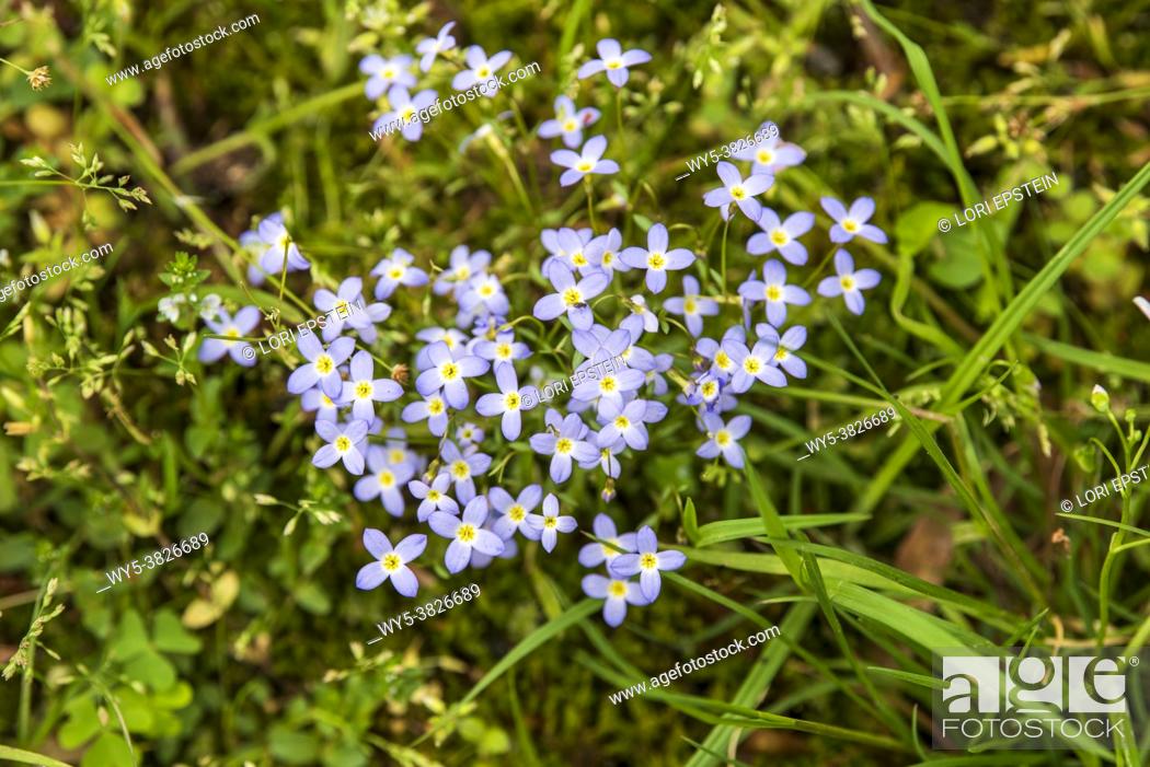 Stock Photo: Houstonia caerulea (azure bluet or Quaker ladies) is a perennial species in the family Rubiaceae. It is native to eastern Canada (Ontario to Newfoundland) and.