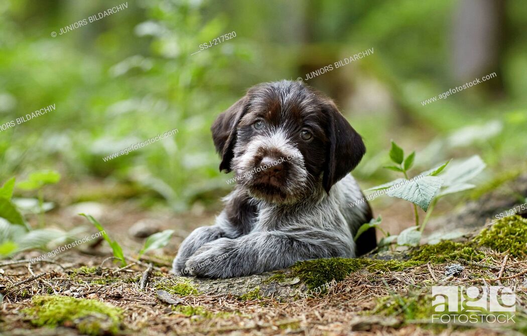 German Wirehaired Pointer Puppy Lying On The Forest Floor Germany Stock Photo Picture And Rights Managed Image Pic Ssj 217520 Agefotostock