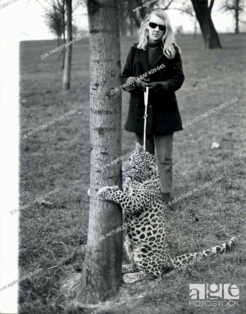 Stock Photo: 1968 - Angela McWilliams, 23 takes Michael her pet leopard down to Kensington Gardens, for his daily walk. The Problems of Keeping a Pet Cat: Angela McWilliams.