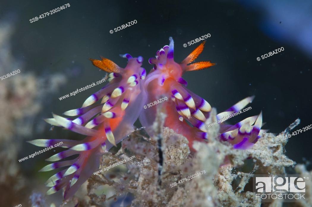 Stock Photo: Two nudibranchs, Flabellina exoptata, facing each other interacting with courtship behaviour, Taliabu Island, Sula Islands, Indonesia.