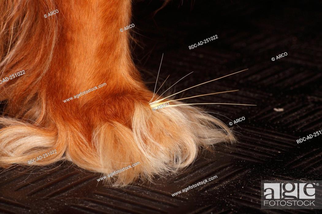 Grass Awn Between Toes Dog S Paw Cavalier King Charles Spaniel Ruby Stock Photo Picture And Rights Managed Image Pic Rdc Ad 251022 Agefotostock