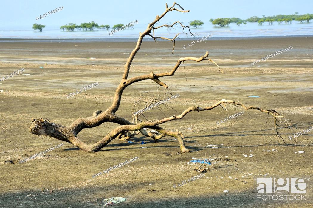 Stock Photo: Driftwood tree, Bordi Beach, Dahanu, Maharashtra, India, Asia.