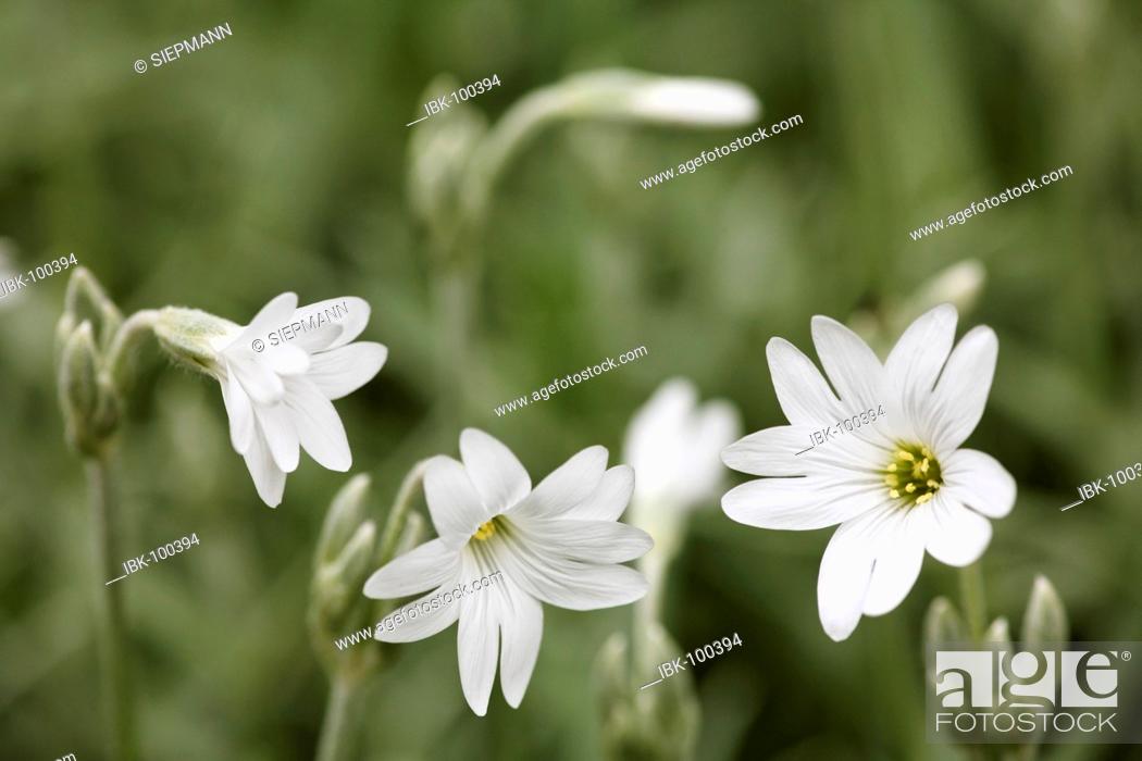 Stock Photo: Snow-in-summer ( Cerastium tomentosum ) Germany.