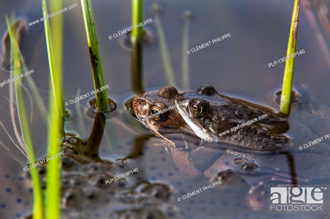 Photo de stock: European common brown frogs (Rana temporaria) pair in amplexus floating among frogspawn in pond in spring.
