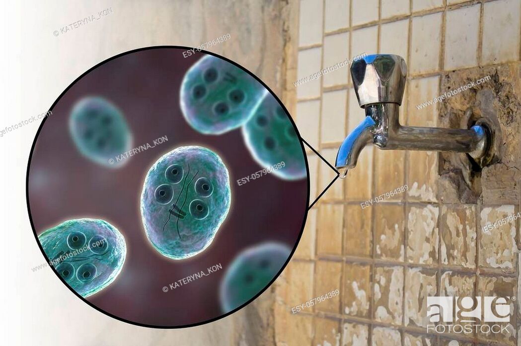 Stock Photo: Safety of drinking water concept, 3D illustration showing cysts of Giardia intestinalis protozoan, the causative agent of giardiasis and diarrhea.