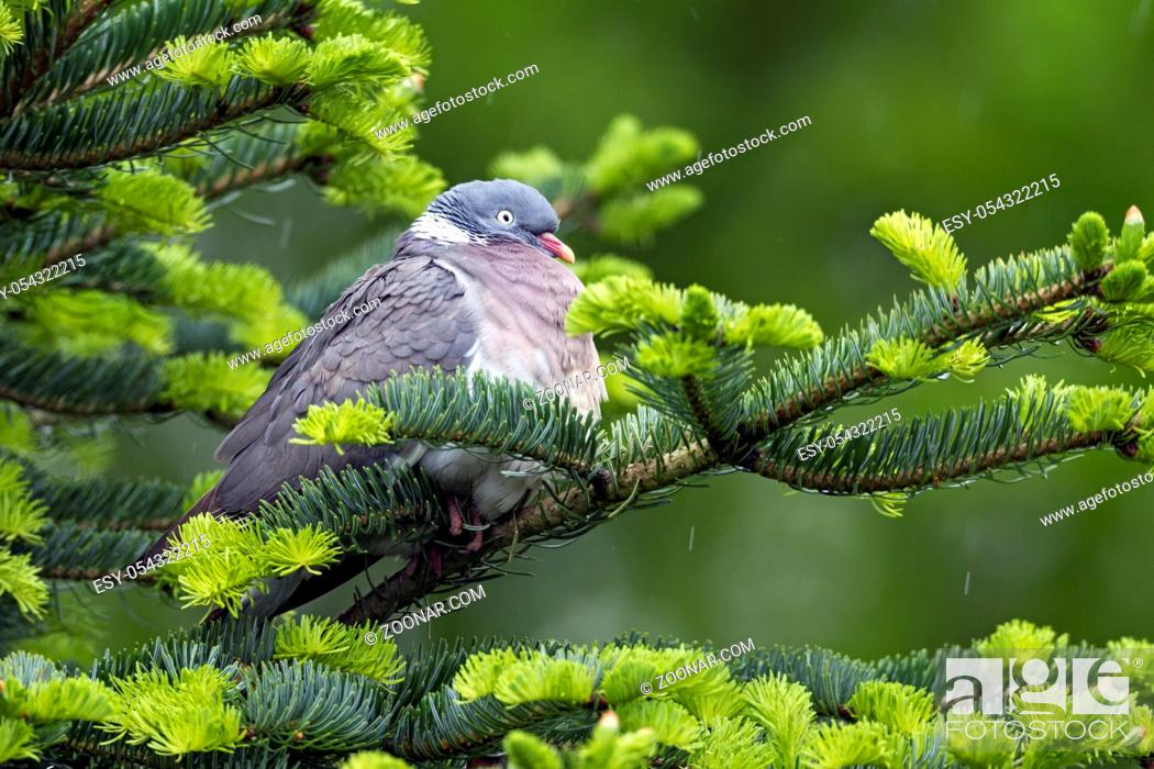 Stock Photo: Ringeltaube, die Brutzeit betraegt 16 - 17 Tage - (Foto Altvogel) / Common Wood Pigeon, the incubation lasts between 16 to 17 days - (Culver - Photo adult bird).