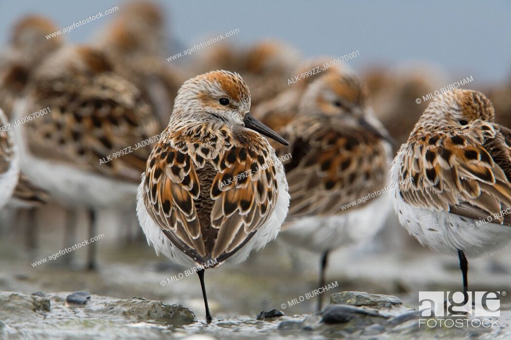 Stock Photo: Western Sandpipers roosting on mud flats of Hartney Bay during Spring migration, Copper River Delta, Southcentral Alaska.