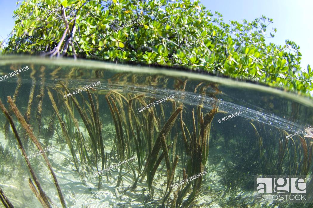 Stock Photo: Split-level of long blades of seagrass in shallow water reaching the surface, and mangrove trees above, Taliabu Island, Sula Islands, Indonesia.