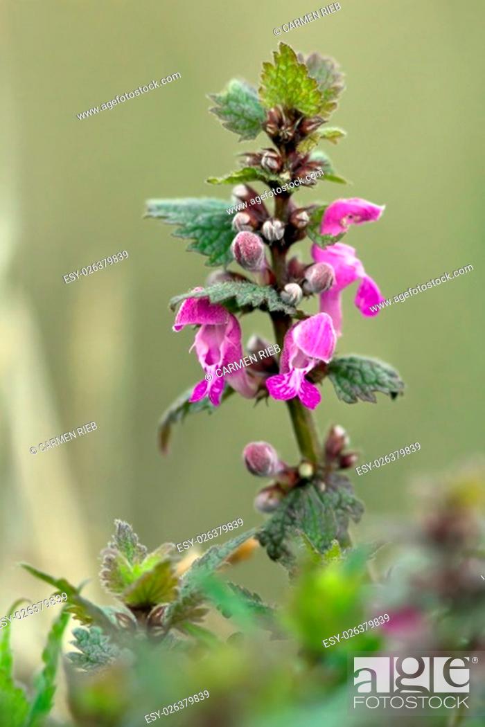 Stock Photo: Patchy, Lamioideae, Close-Up, Flourish, Lamiaceae, Macro, Admission, Maculatum, Violet, Lamiales, Deadnettle, Lamium, Delicate, Spring, Green, Flourishing, Lippenblutler, Purple, Pink, Asteriden, Spotted, Blossom, Bloom