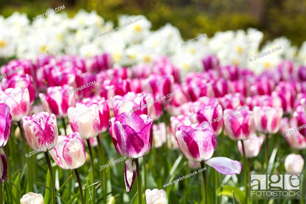 Stock Photo: Garden, flower background, tulips.