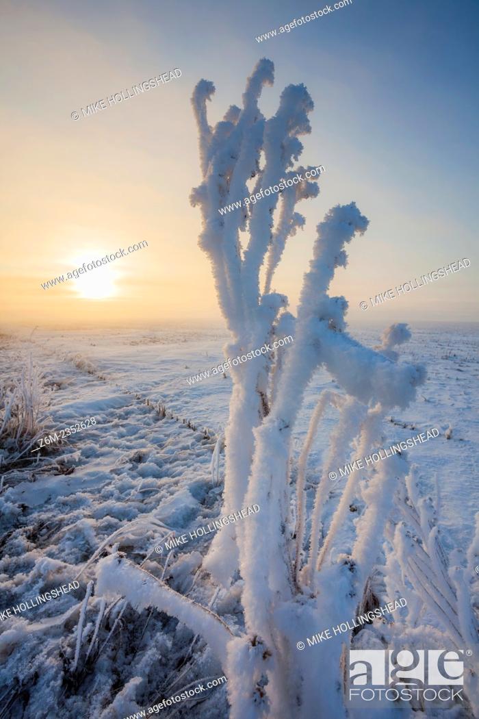 Stock Photo: Hoar frost and some rime ice coats the western Iowa landscape following a night of freezing fog.