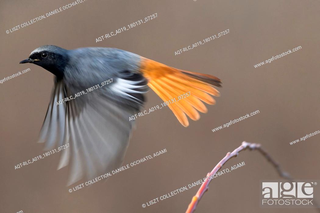 Stock Photo: Male Black Redstart in flight, Black Redstart, Phoenicurus ochruros.