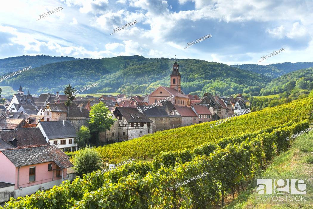 Photo de stock: panorama of the village Riquewihr and its town wall, Alsace, France, village and hills with vineyards seen from above.