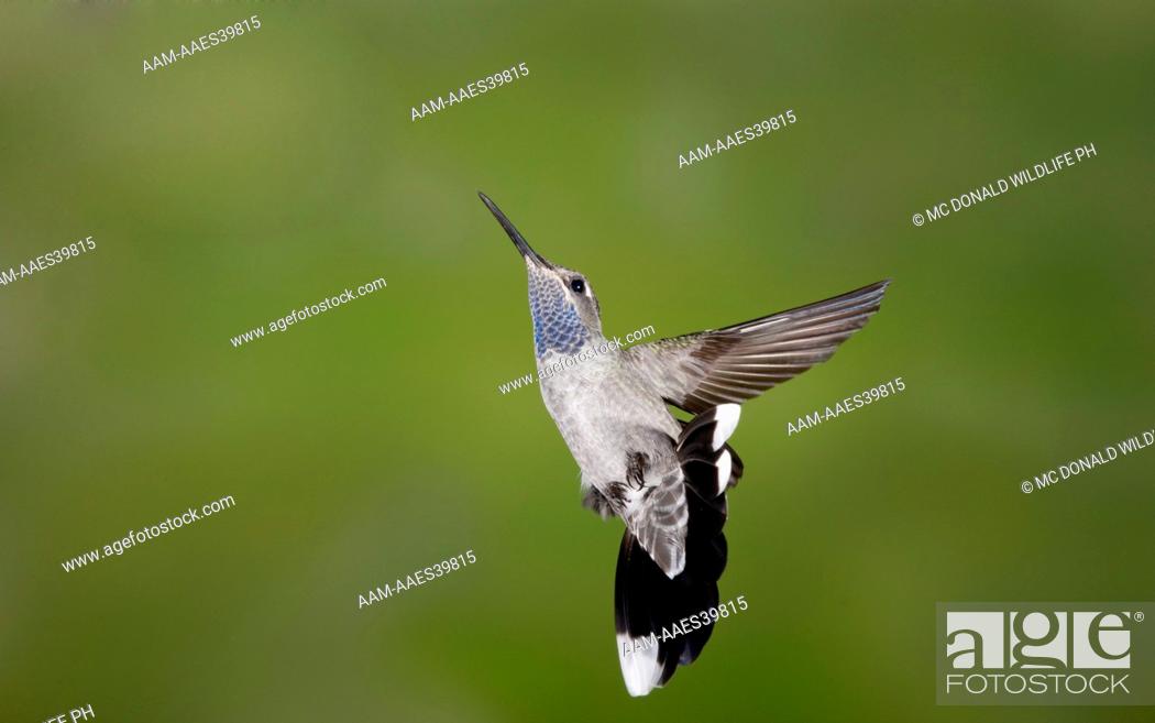 Stock Photo: Blue-Throated Hummingbird, Lampornis clemenciae, in SW Arizona, United States.