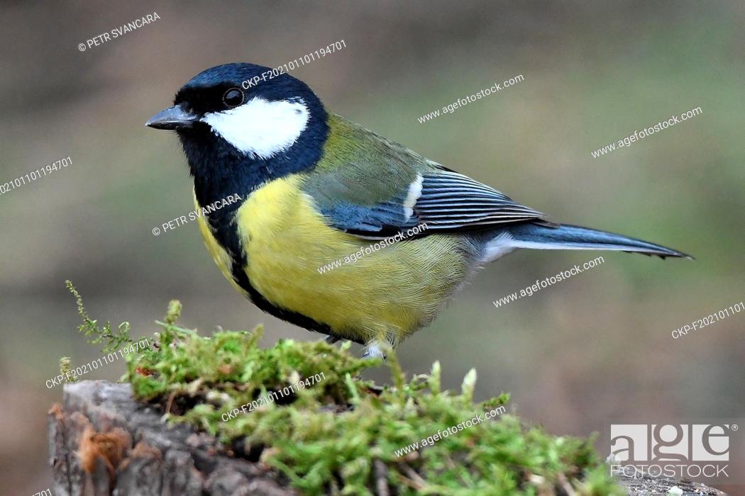 Stock Photo: The great tit (Parus major) is sitting on the garden in Letovice , Czech Republic, January 10, 2021. (CTK Photo/Petr Svancara).