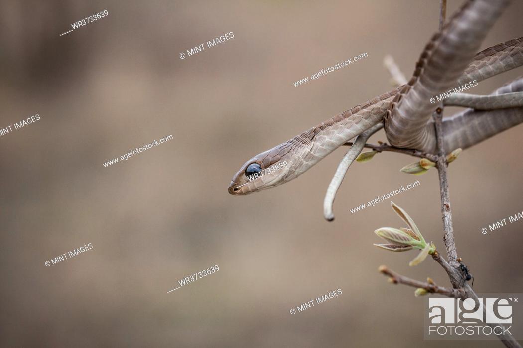 Stock Photo: A Boomslang, Dispholidus typus, watches out from a tree.