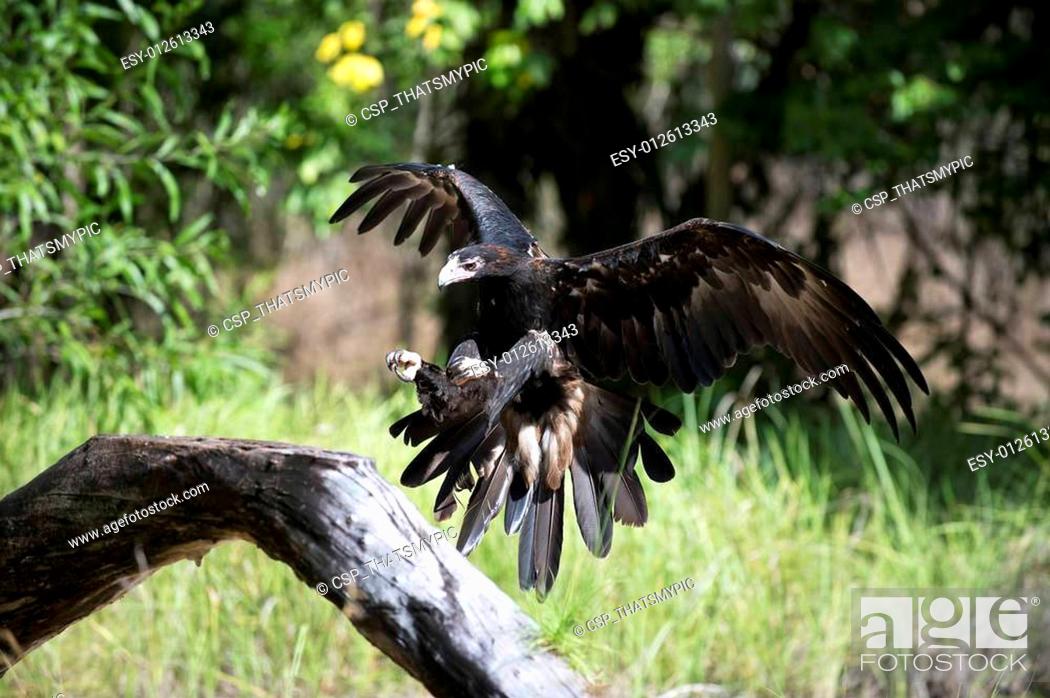 Stock Photo: Wedge Taile Eagle comes in to land on a tree branch.