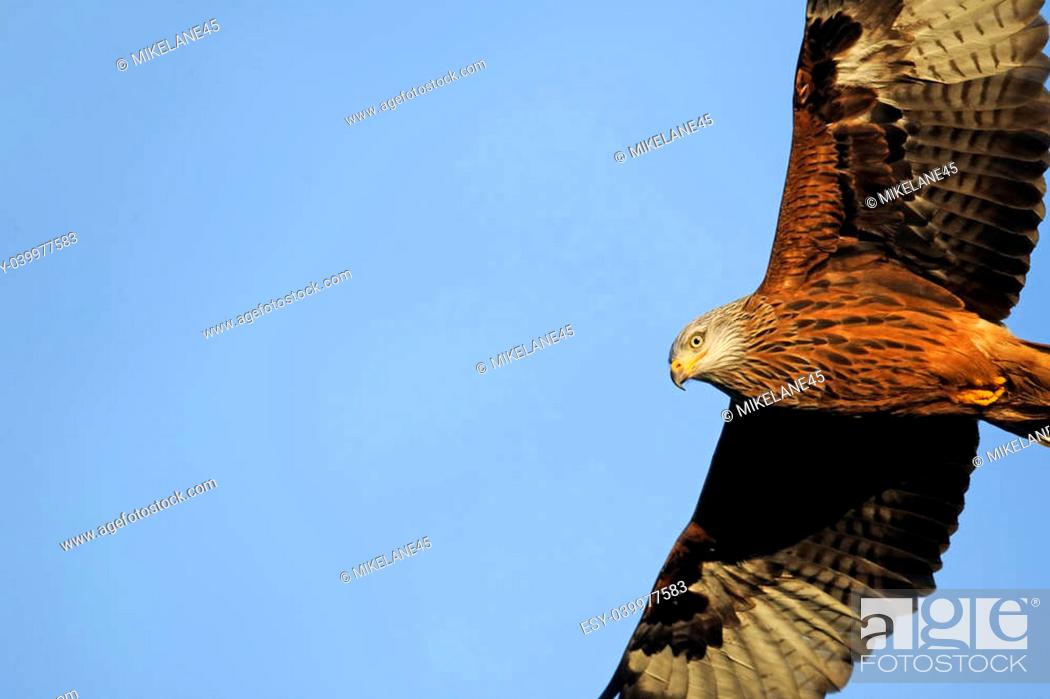 Stock Photo: Red kite, Milvus milvus, single bird in flight, Gigrin Farm, Wales, January 2011     ,.