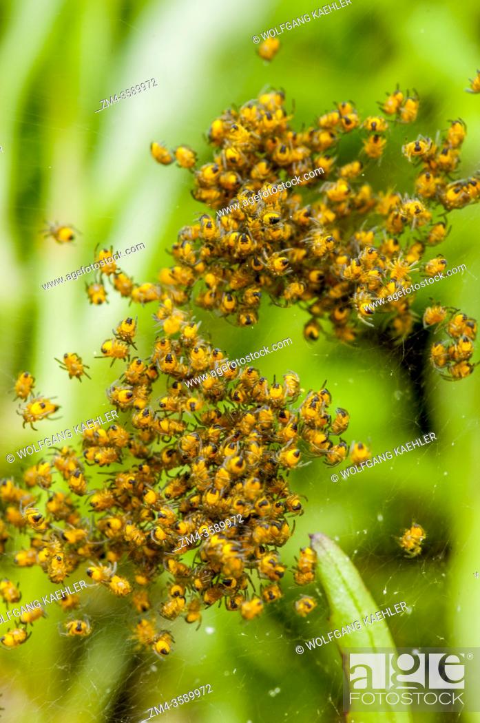 Stock Photo: Newly hatched spiders in a garden in Bellevue, Washington State, USA.