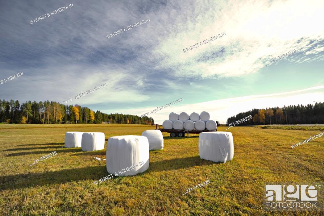Stock Photo: Hay bales wrapped in plastic are lying on a stubble field in late summer, waiting for transport. Västernorrland, Sweden, Europe.