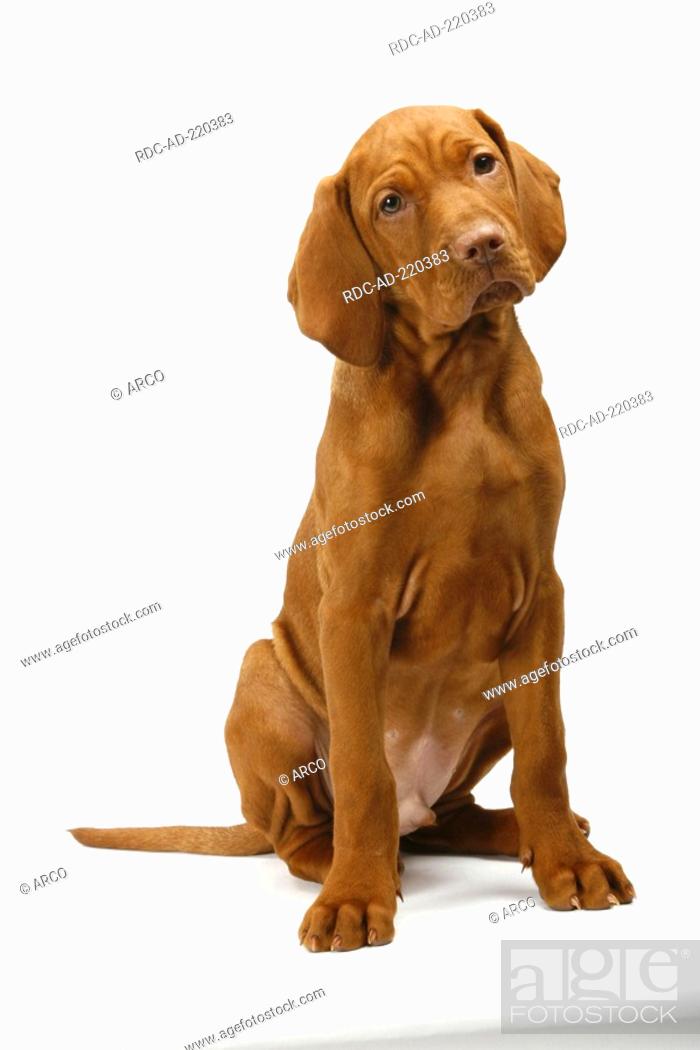 Magyar Vizsla, puppy, 11 weeks, Hungarian Pointer, Stock Photo, Picture And Rights Managed Image. Pic. RDC-AD-220383 agefotostock