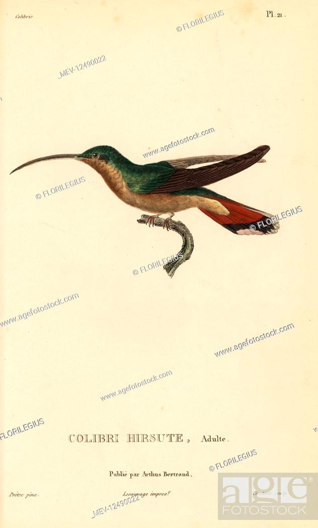 Stock Photo: Rufous-breasted hermit, Glaucis hirsutus (Trochilus hirsutus). Adult male. Handcolored steel engraving by Coutant after an illustration by Jean-Gabriel Pretre.