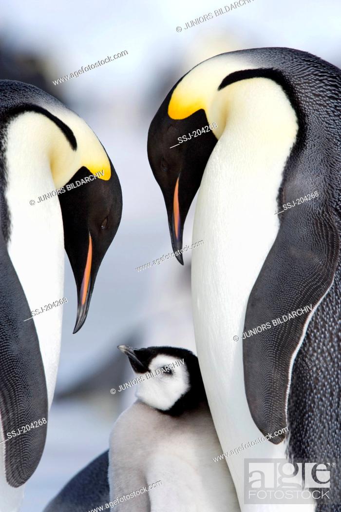Imagen: Emperor Penguin (Aptenodytes forsteri). Parent birds with chick. Snow Hill Island, Antarctica.