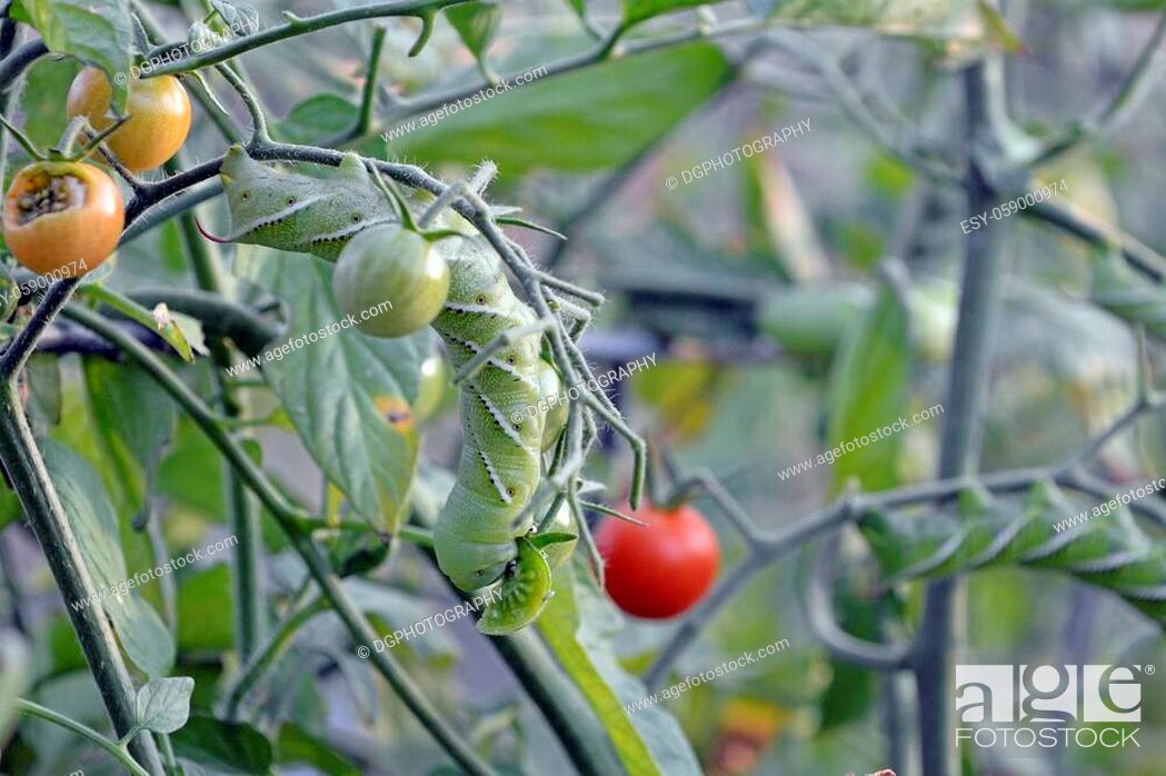 Stock Photo: Tobacco hornworm eating a tomato plant.