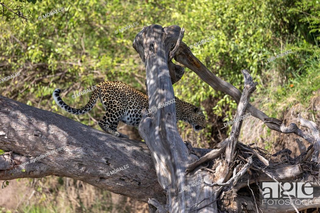 Imagen: Africa, East Africa, Kenya, Masai Mara National Reserve, National Park, Leopard (Panthera pardus pardus), in a tree where its prey is.