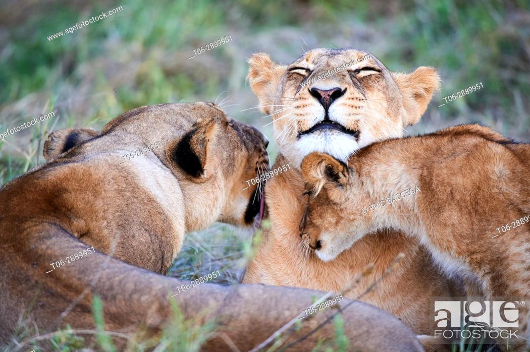 Stock Photo: Lioness grooming and playing with cub (Panthera leo) Moremi National Park, Okavango delta, Botswana.