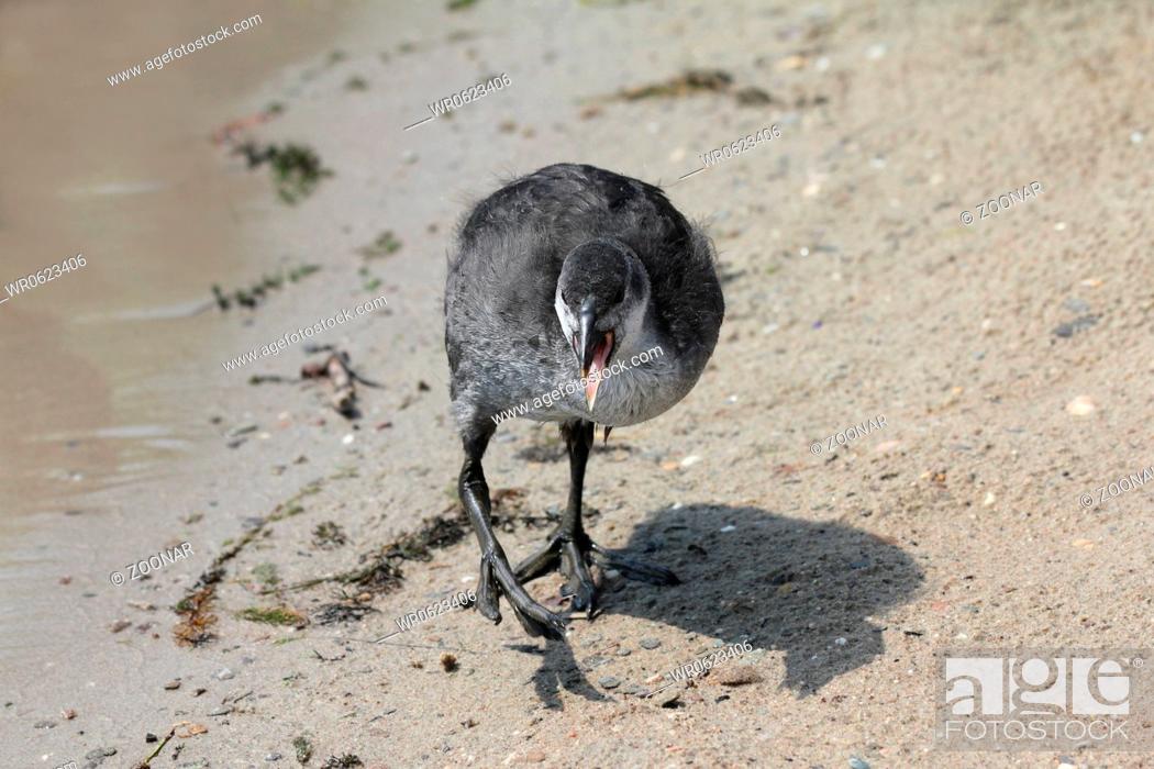 Stock Photo: Coot chick.