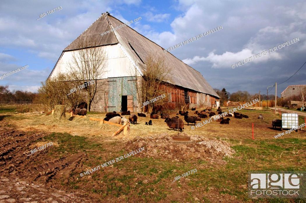 Stock Photo: Sheep in front of a large old shed, 1923, Othenstorf, Mecklenburg-Western Pomerania, Germany, Europe.