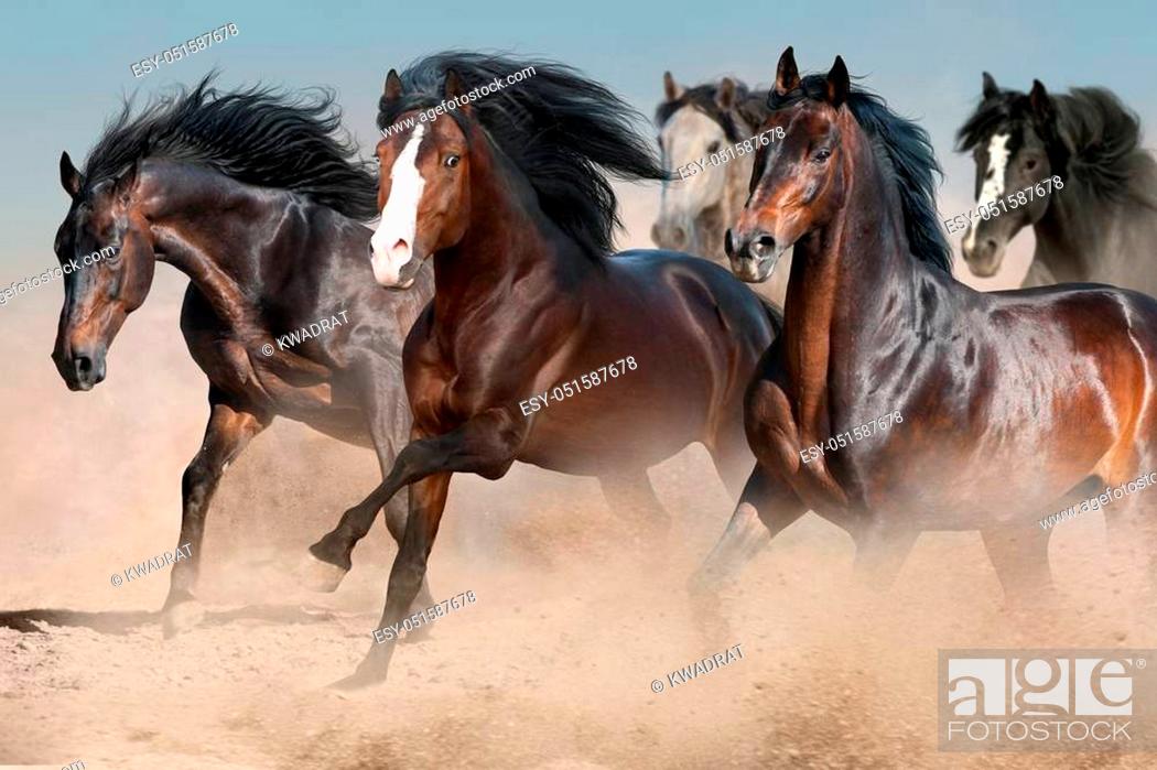 Stock Photo: Beautiful horse herd run gallop on desert dust against sunset sky.