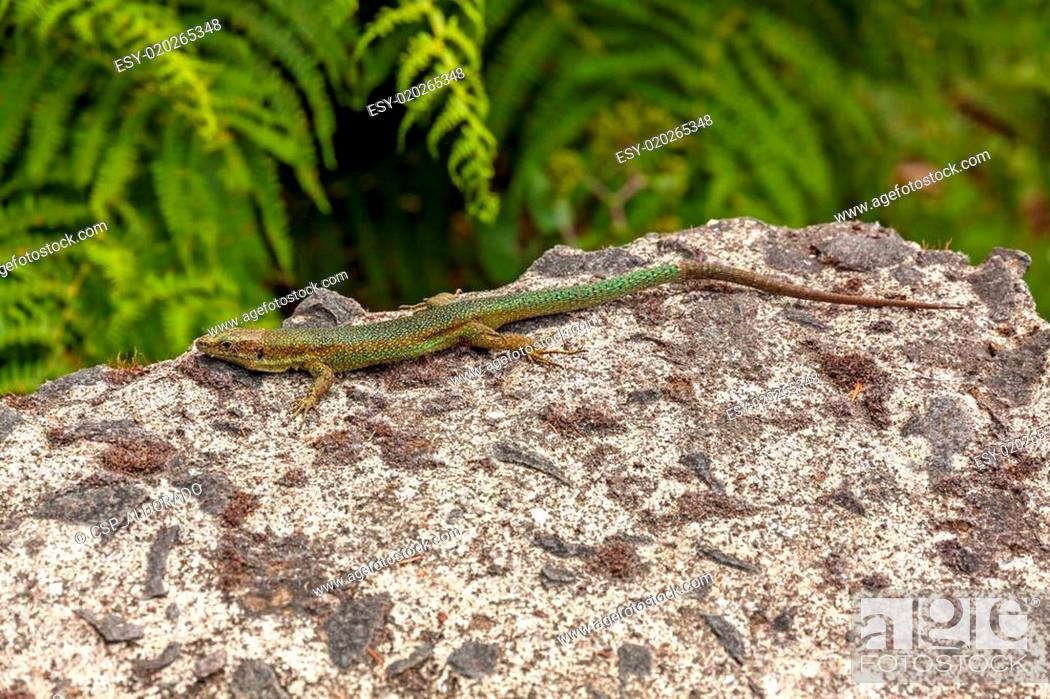 Stock Photo: Lizard on rock.