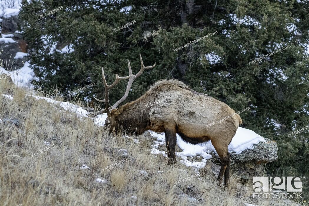 Stock Photo: Bull elk (Cervus canadensis) grow antlers for the fall mating season and keep them through the winter, they fall off for the new yearâ. . s growth.
