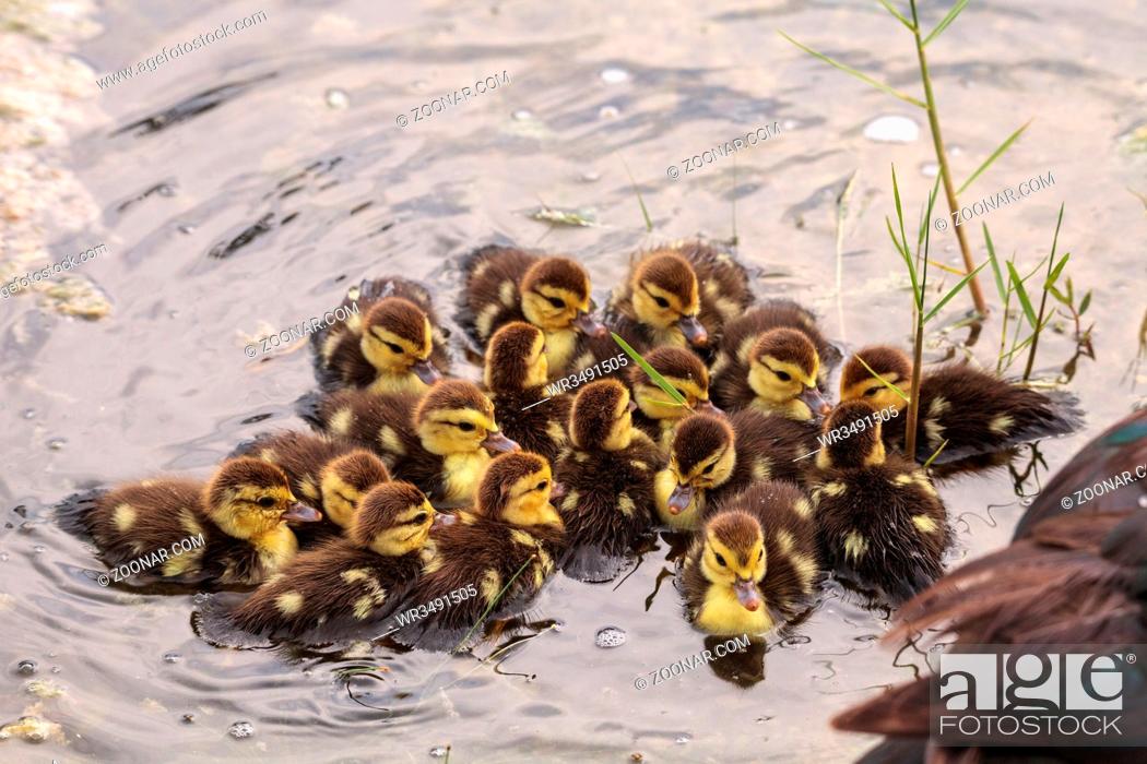 Stock Photo: Large flock of Baby Muscovy ducklings Cairina moschata crowd together in a pond in Naples, Florida in summer.