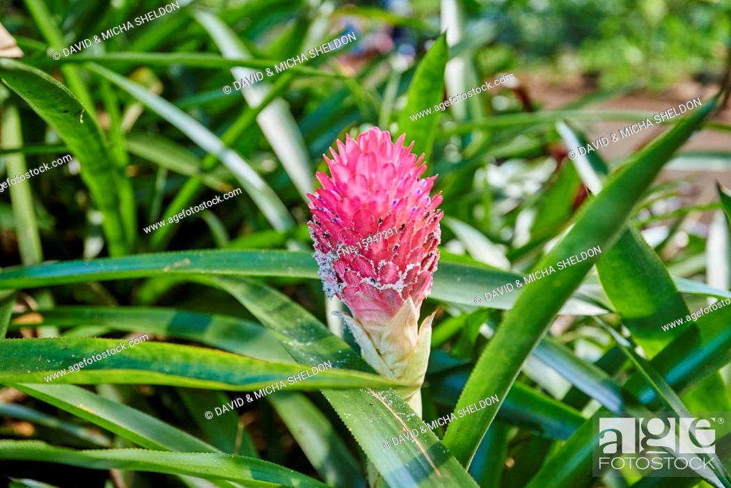 Stock Photo: Pink ginger flower, Zingiber officinale, Oahu, Hawaii, USA.