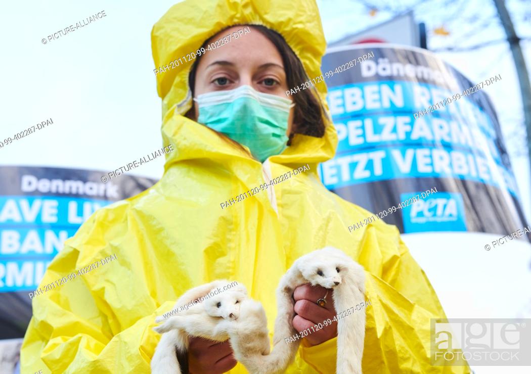 Stock Photo: 20 November 2020, Berlin: An activist in front of the Danish embassy is holding dead minks in her hands, wearing a protective suit and a mouth-nose guard.