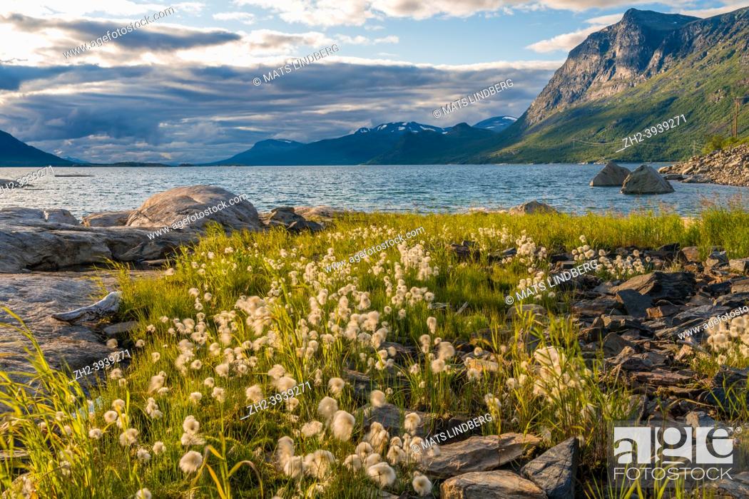 Stock Photo: Landscape with cotton grass and mountains and lake in Stora sjöfallet national park, Swedish Lapland, Sweden.