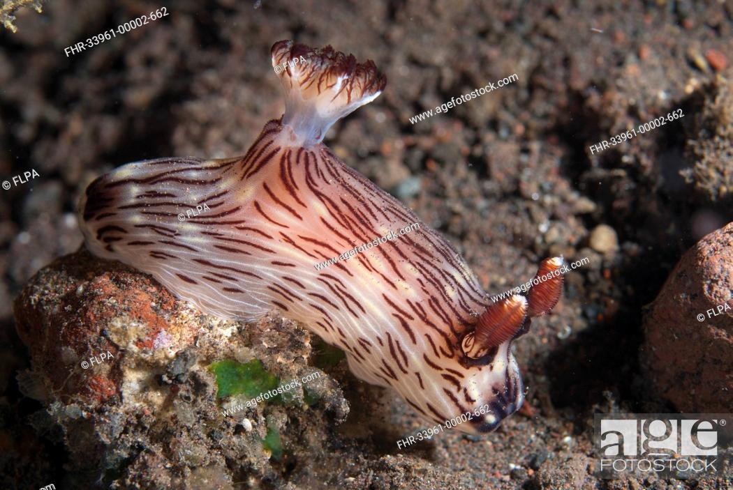 Stock Photo: Kentrodoris Nudibranch Kentrodoris rubescens adult, on reef, Seraya Beach Resort, Bali, Lesser Sunda Islands, Indonesia.