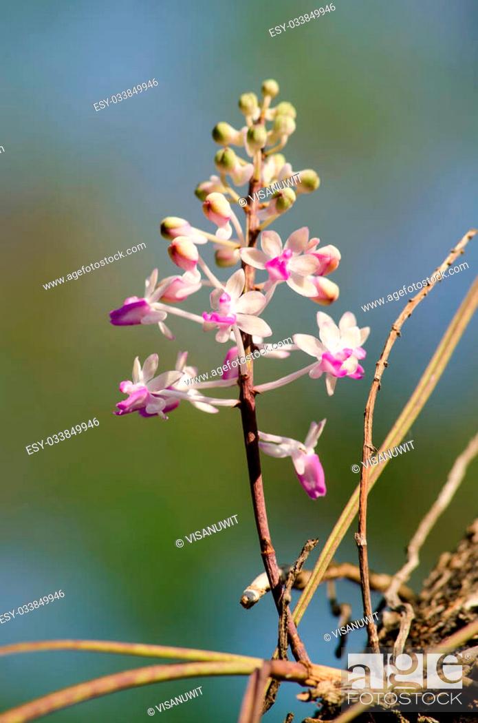 Imagen: The Bishop Mitre Seidenfadenia - In Thailand Nuat phram - Phom phi phrai.Plants should be potted in medium bark or sphagnum moss.