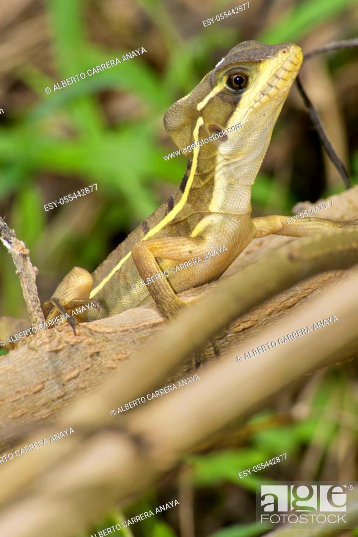 Stock Photo: Common Basilisk, Jesus Christ Lizard, Basiliscus basiliscus, Tropical Rainforest, Costa Rica, Central America, America.