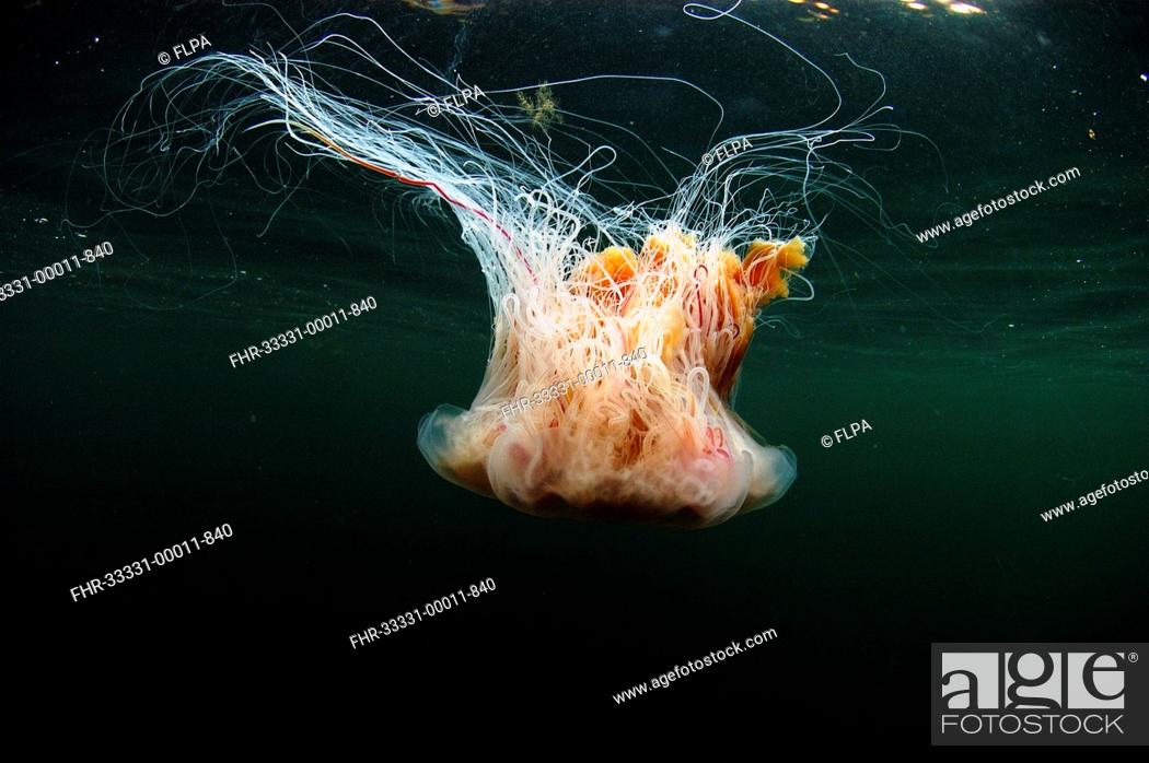 Stock Photo: Lion's Mane Jellyfish (Cyanea capillata) adult, swimming near surface in sea loch, Loch Carron, Ross and Cromarty, Highlands, Scotland, June.
